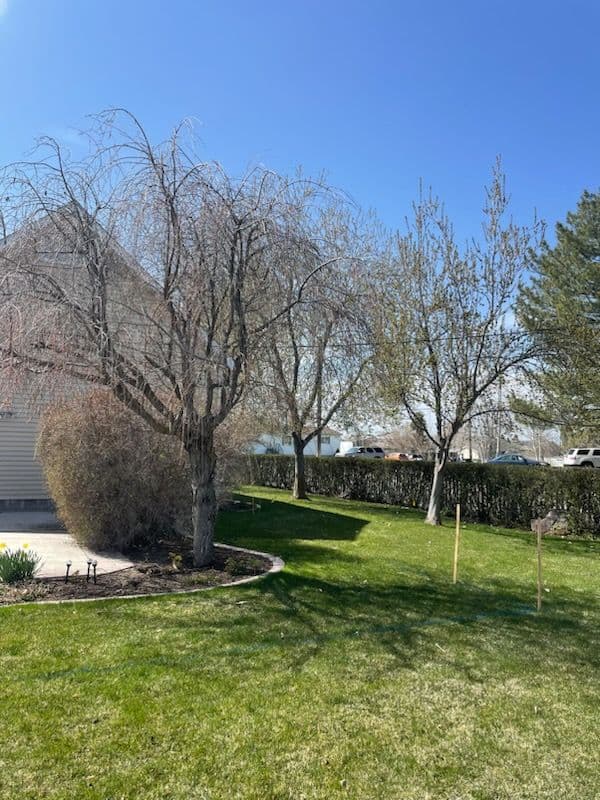 Tree Removal for House Expansion image