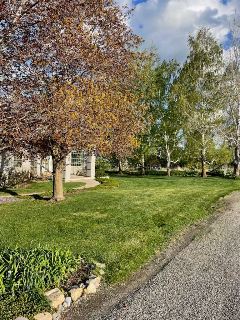 Project Yard Revival in the Heart of Westridge image
